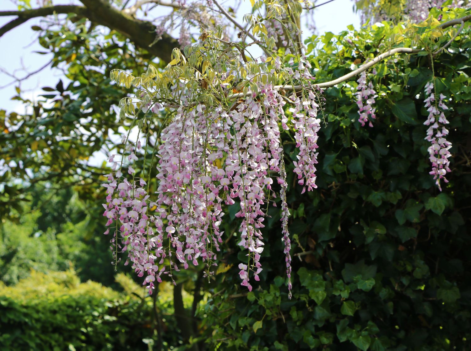 Blauregen 'Rosea' - Wisteria floribunda 'Rosea'