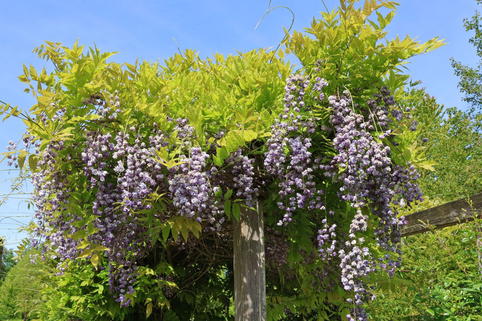 Blauregen 'Violacea Plena' - Wisteria floribunda 'Violacea Plena ...