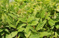 Blauregen 'White with Blue Eye'