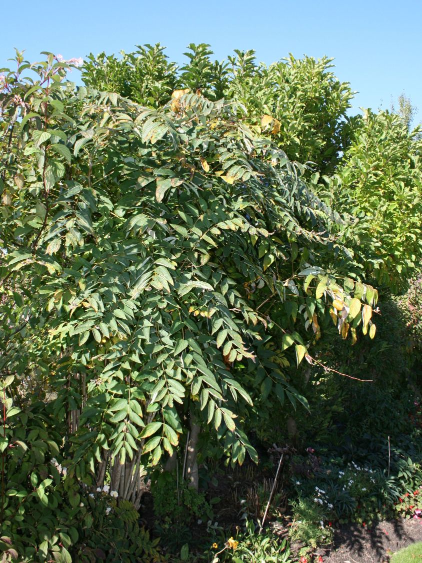 Fingerfruchtgewächse (Lardizabalaceae)