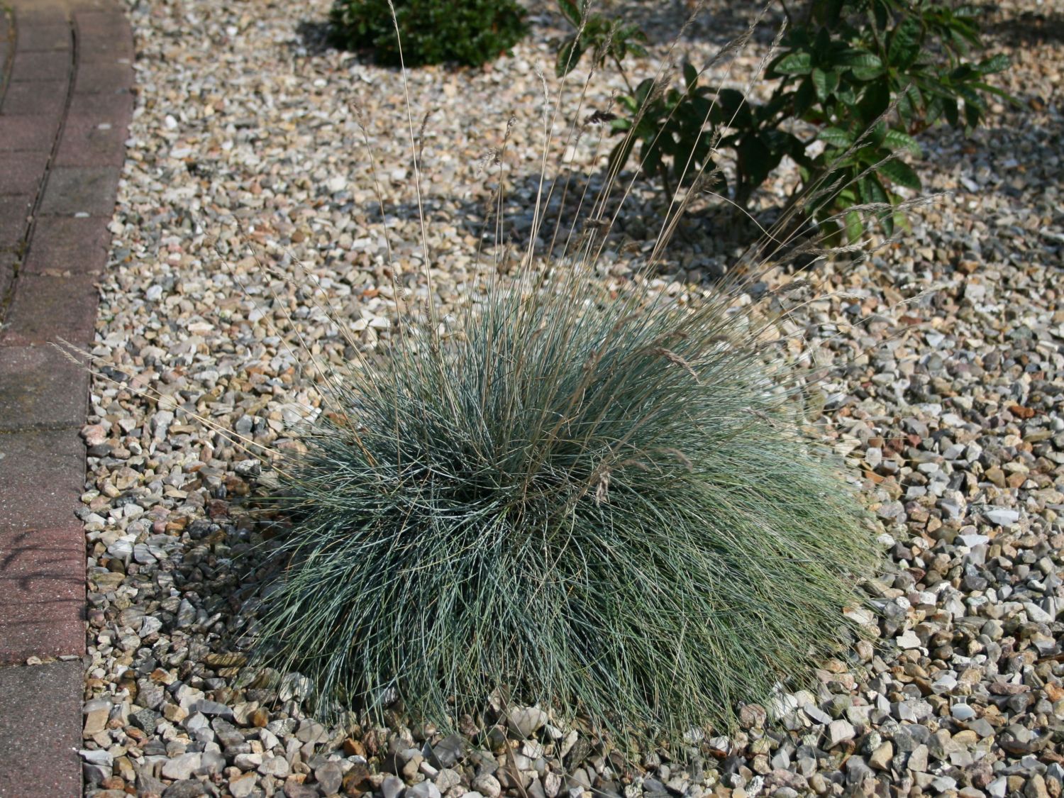 Blauschwingel 'Bergsilber'