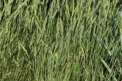 Blauschwingel 'Blauglut' - Festuca cinerea 'Blauglut'