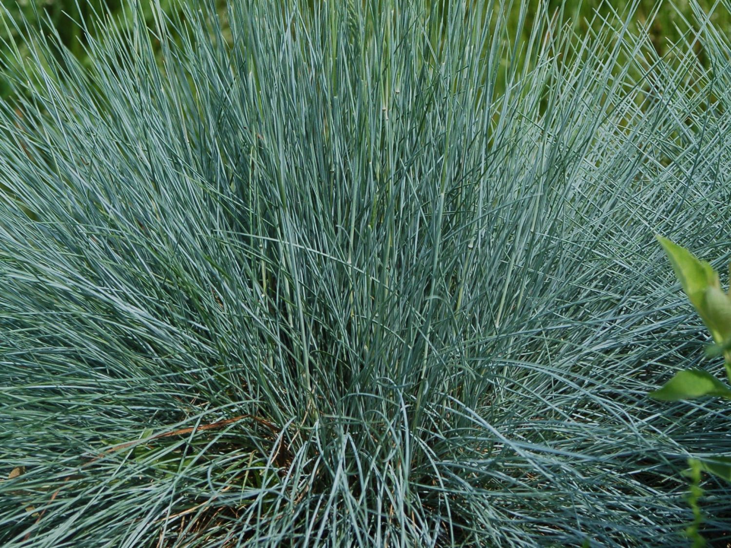 Blauschwingel 'Cool as Ice'