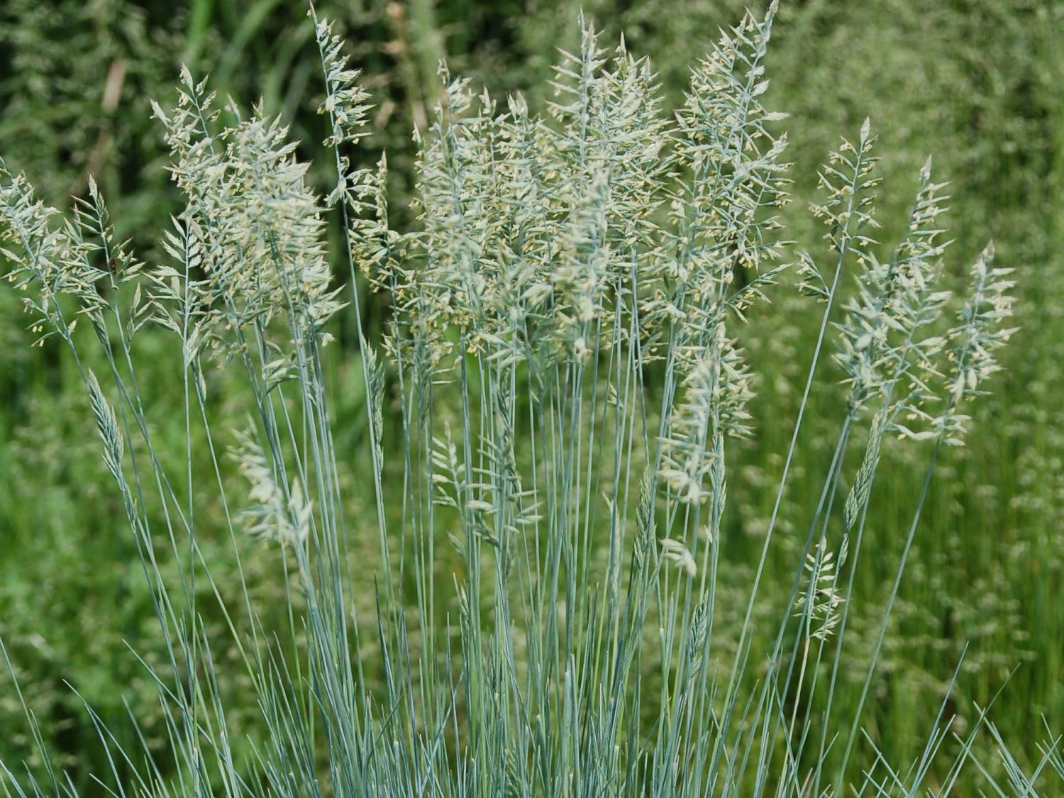 Blauschwingel 'Cool as Ice' - Festuca glauca 'Cool as Ice'