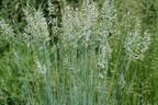 Blauschwingel 'Cool as Ice' - Festuca glauca 'Cool as Ice'