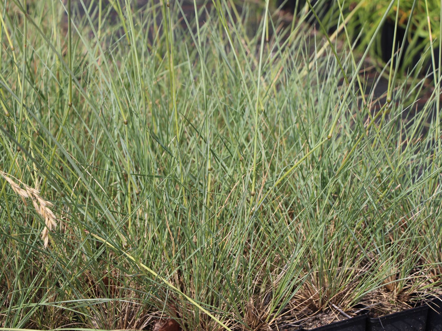 Helictotrichon (Helictotrichon)