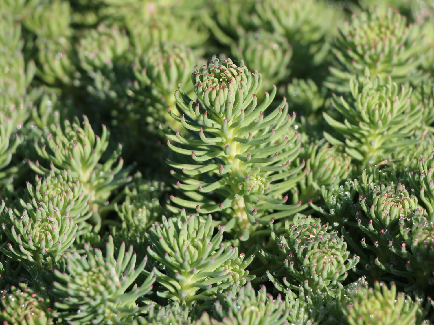 Blautannen Fettblatt 'Silver Stone'