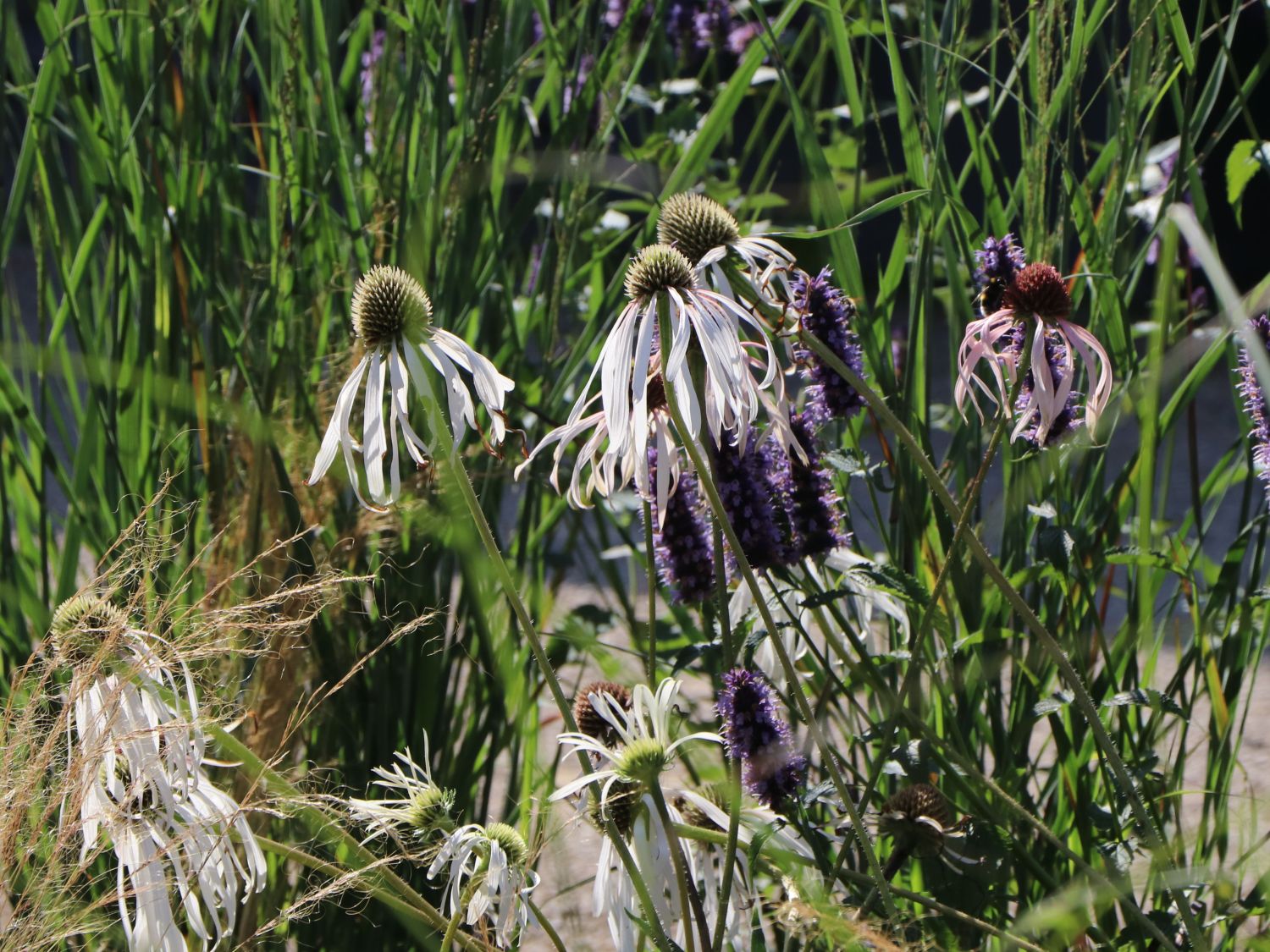 Bleicher Sonnenhut 'Hula Dancer'
