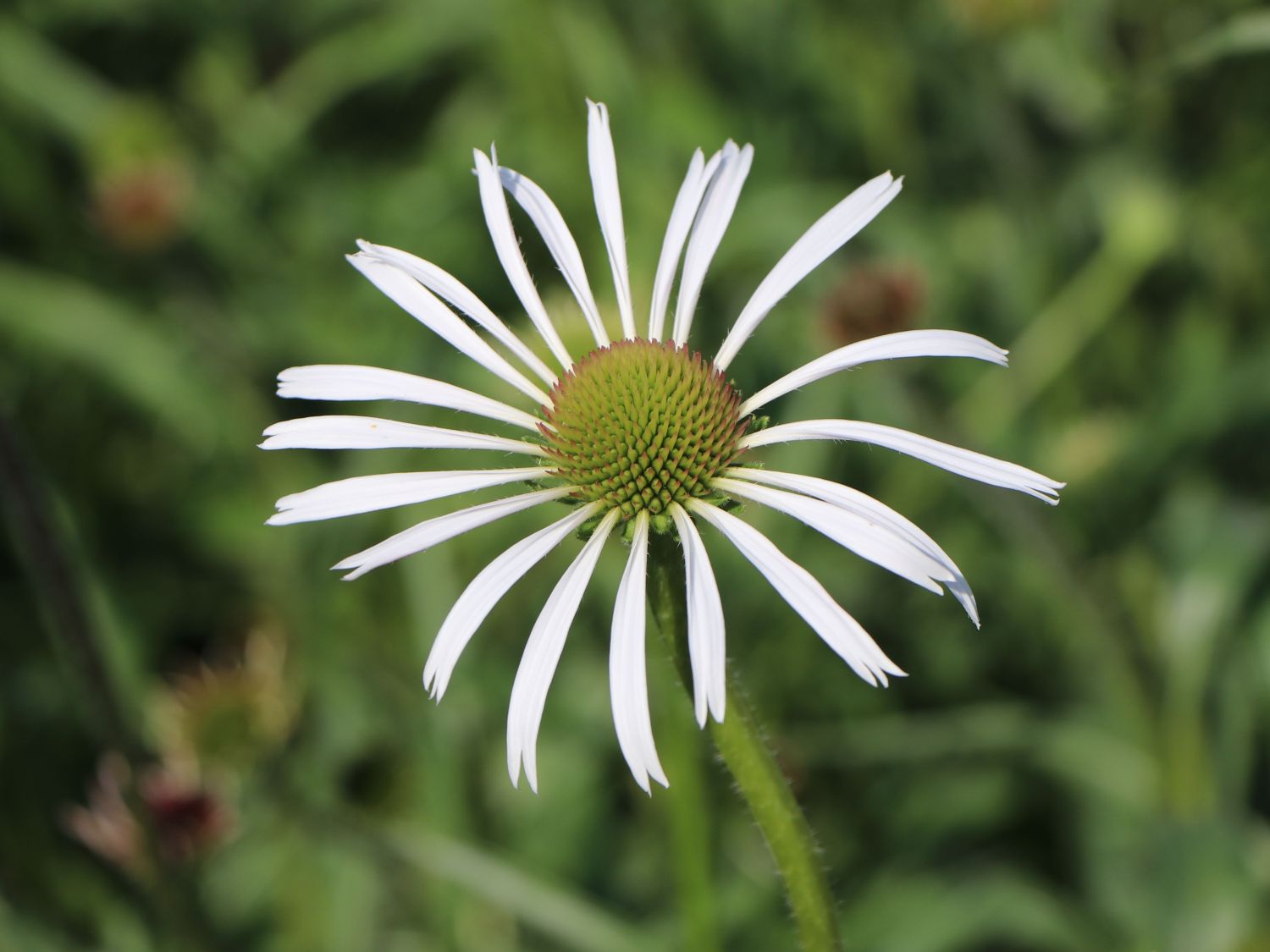 Bleicher Sonnenhut 'Hula Dancer' - Echinacea pallida 'Hula Dancer'