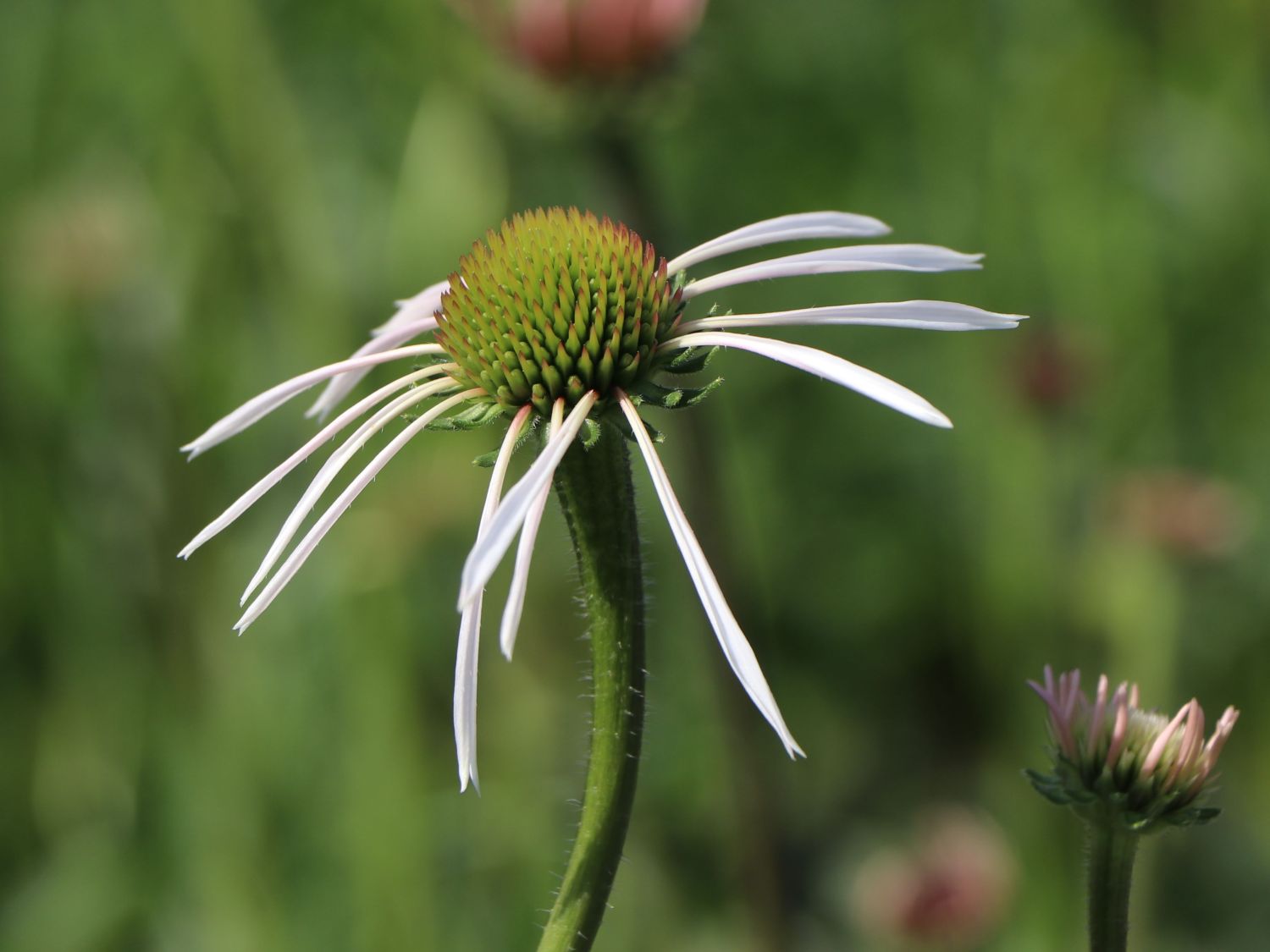 Bleicher Sonnenhut 'Hula Dancer' - Echinacea pallida 'Hula Dancer'