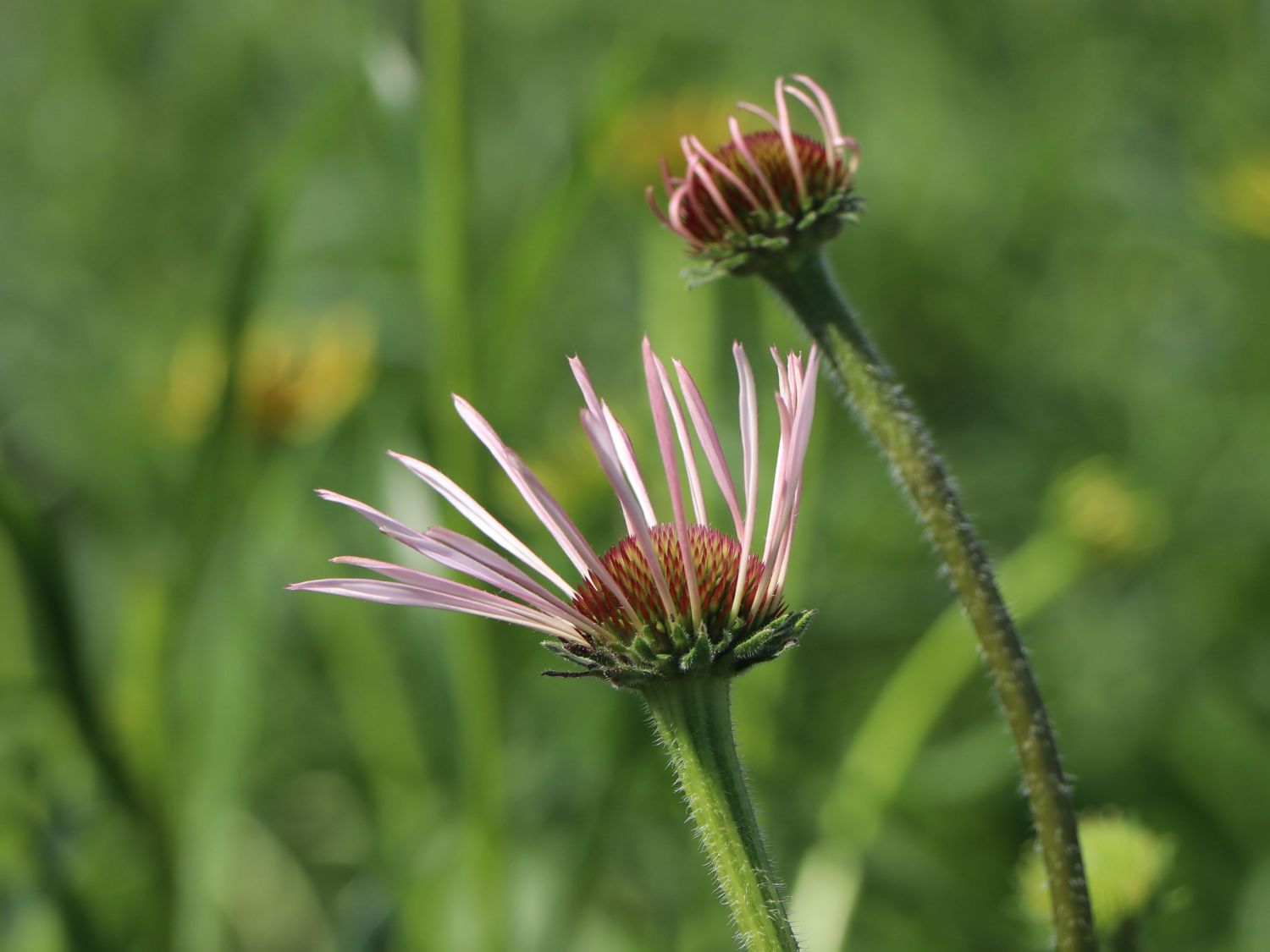 Bleicher Sonnenhut 'Hula Dancer' - Echinacea pallida 'Hula Dancer'