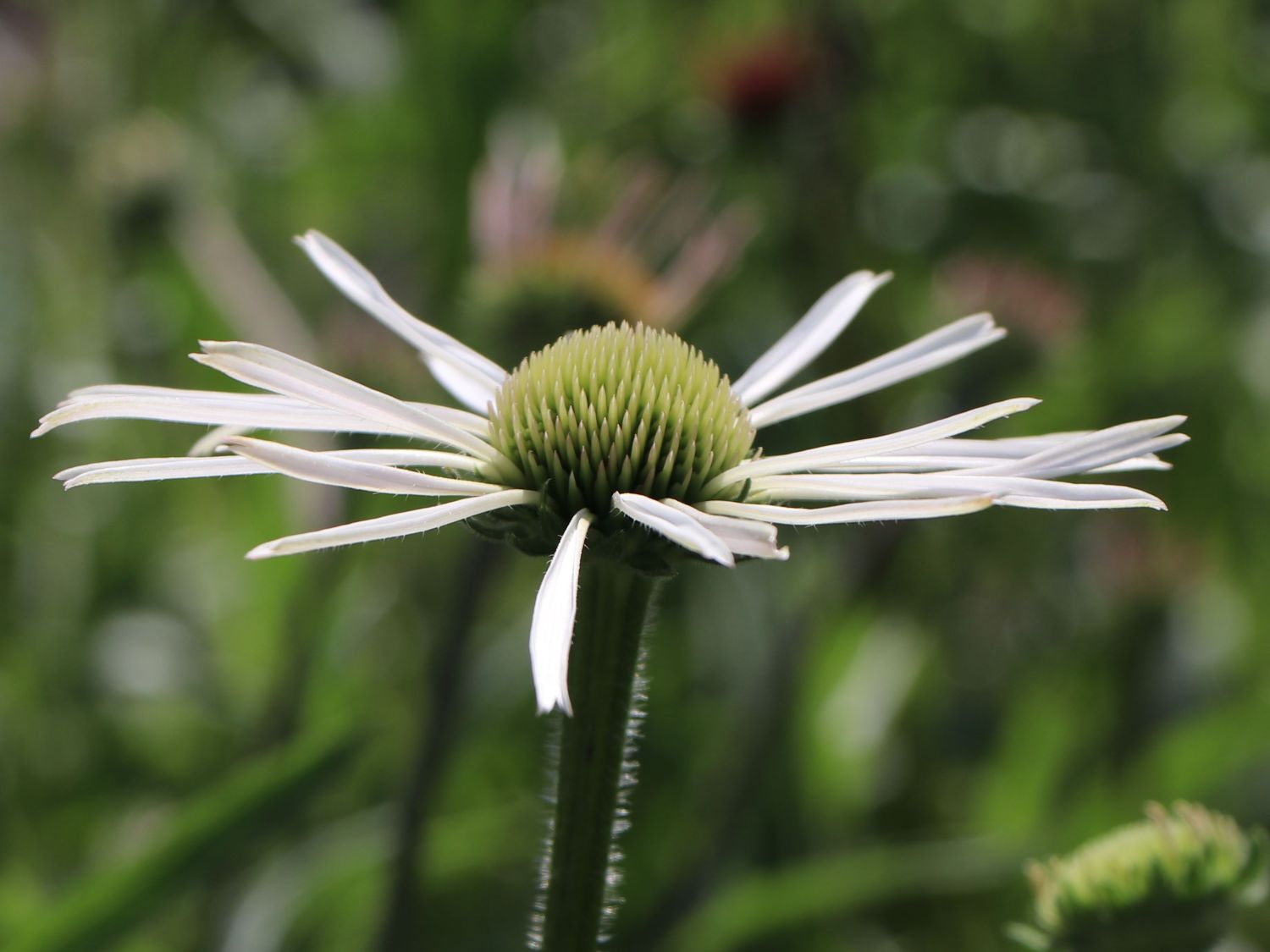 Bleicher Sonnenhut 'Hula Dancer' - Echinacea pallida 'Hula Dancer'