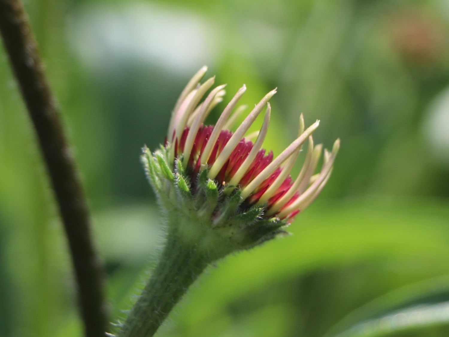Bleicher Sonnenhut 'Hula Dancer' - Echinacea pallida 'Hula Dancer'
