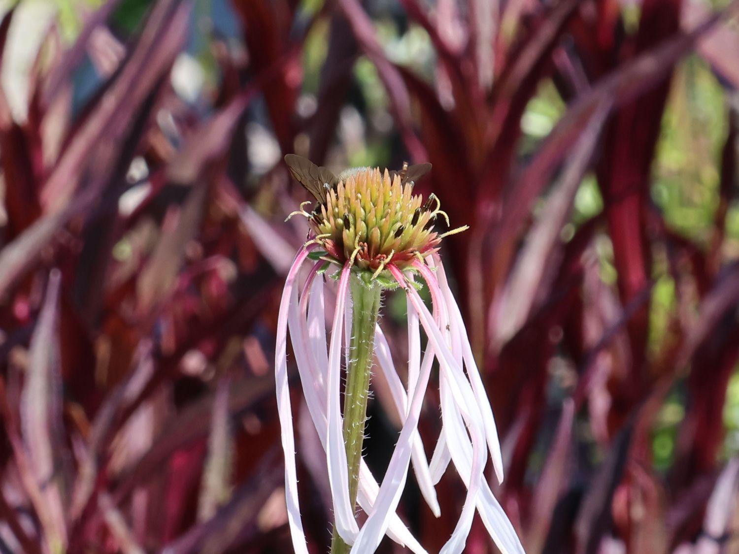 Bleicher Sonnenhut 'Hula Dancer' - Echinacea pallida 'Hula Dancer'