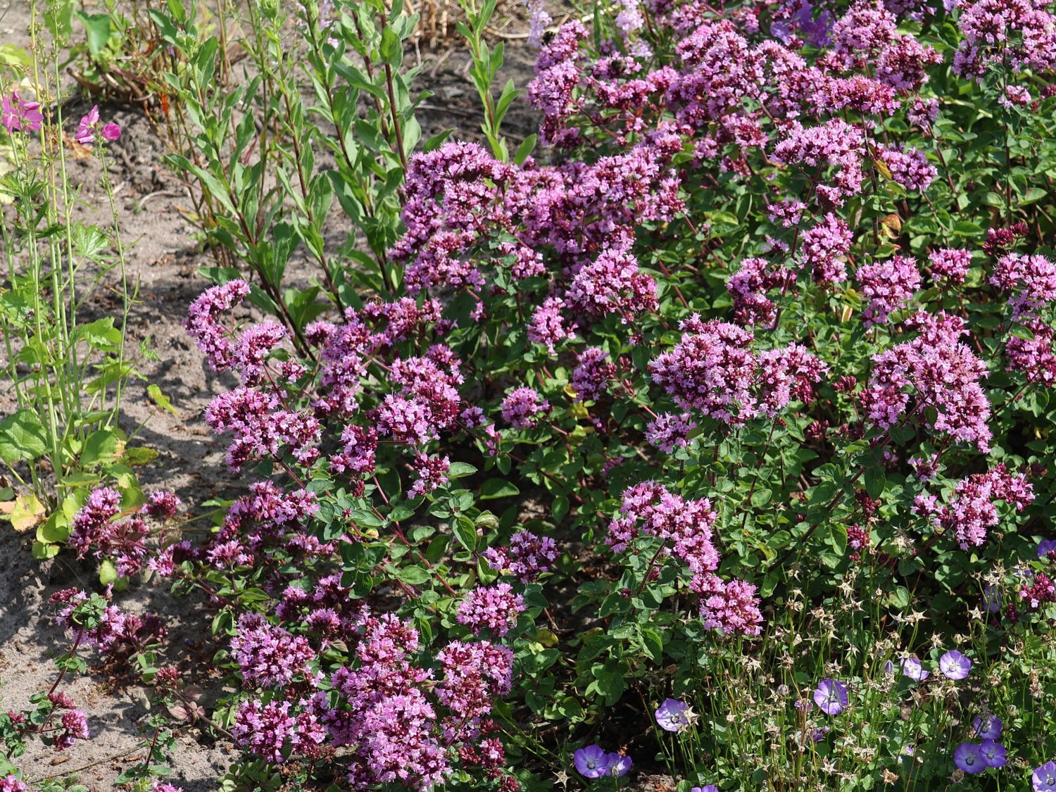 Blüten-Dost 'Rosenkuppel'