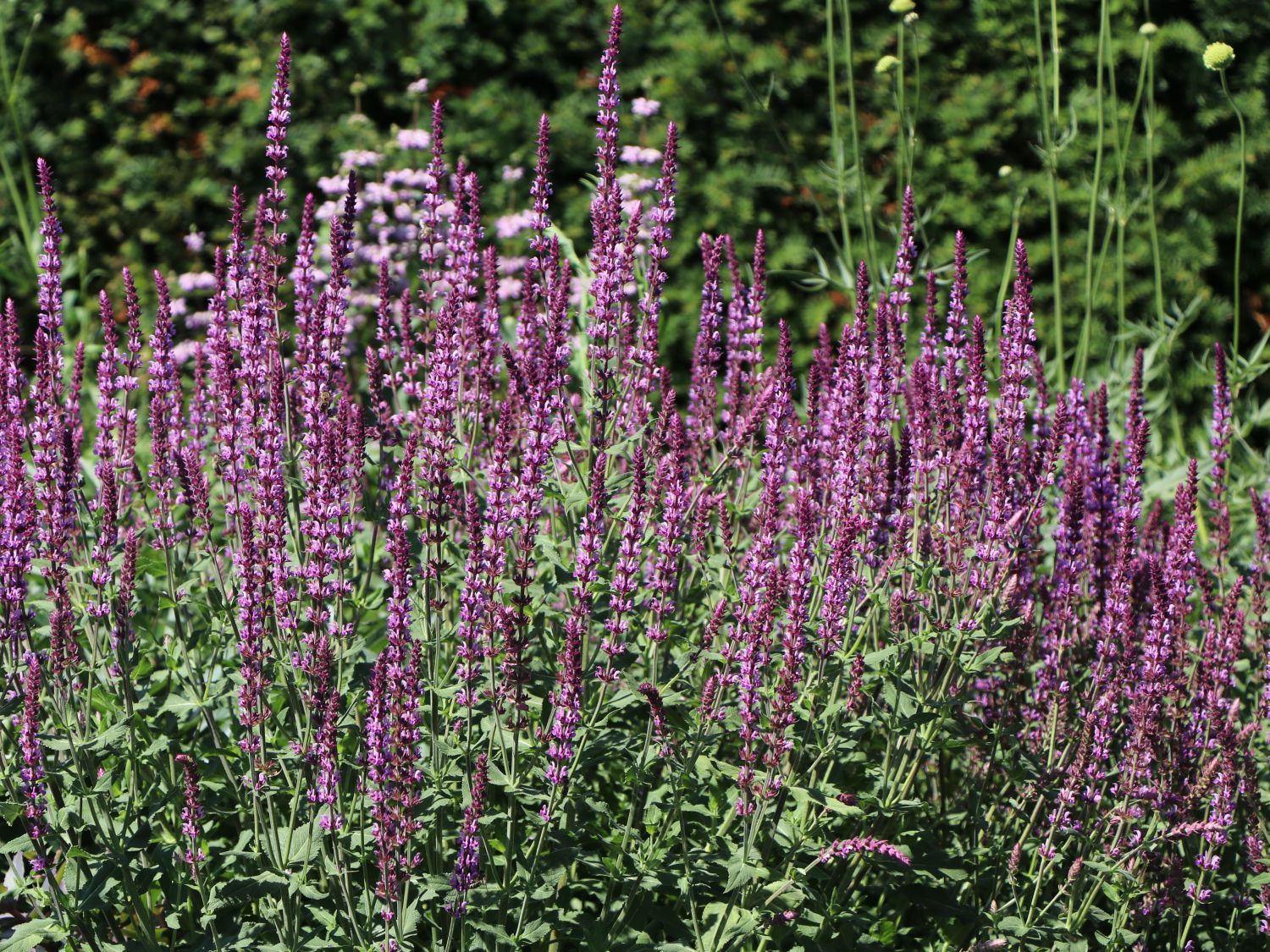 Blüten-Salbei 'Amethyst'