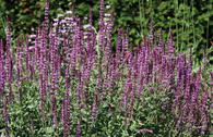 Blüten-Salbei 'Amethyst'
