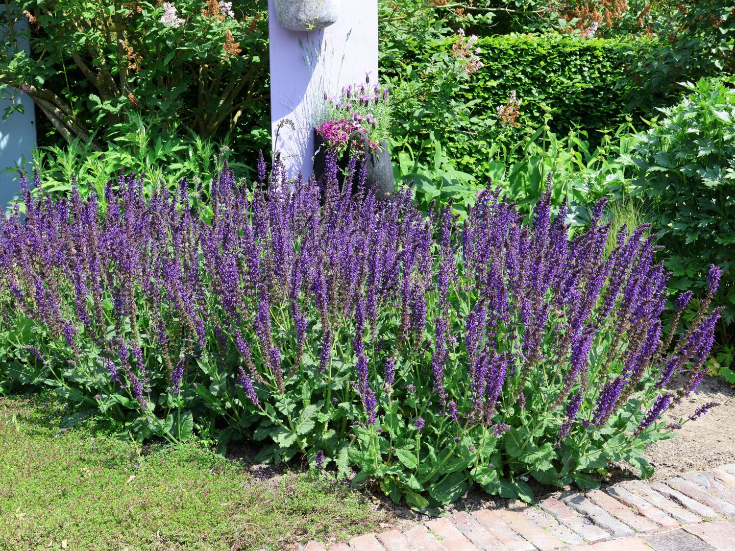 Blüten-Salbei 'April Night'