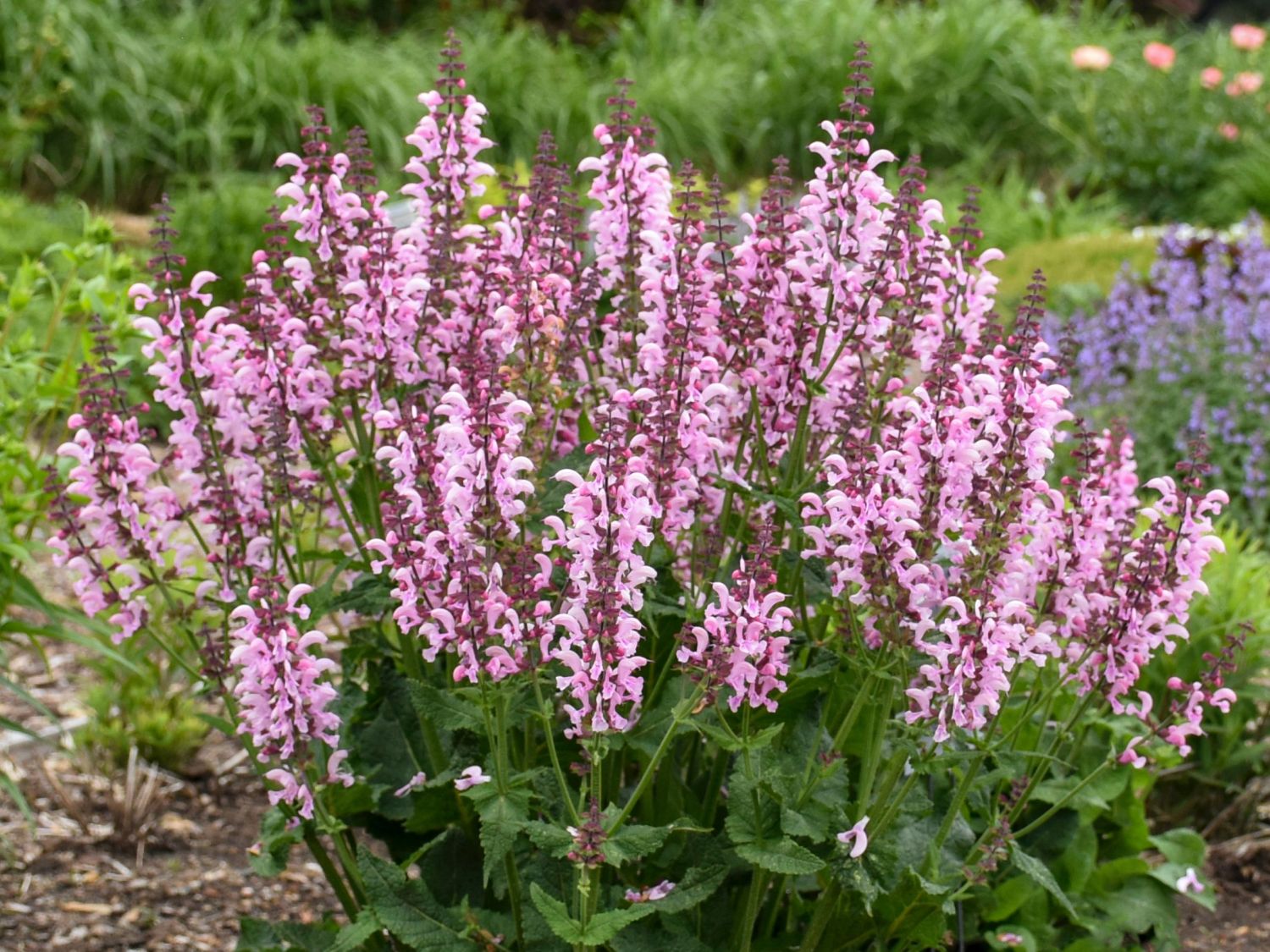 Blüten-Salbei 'Ballerina Pink'