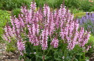 Blüten-Salbei 'Ballerina Pink'