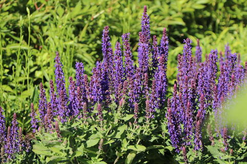 Blüten-Salbei 'Blue Bouquetta' - Salvia nemorosa 'Blue Bouquetta'