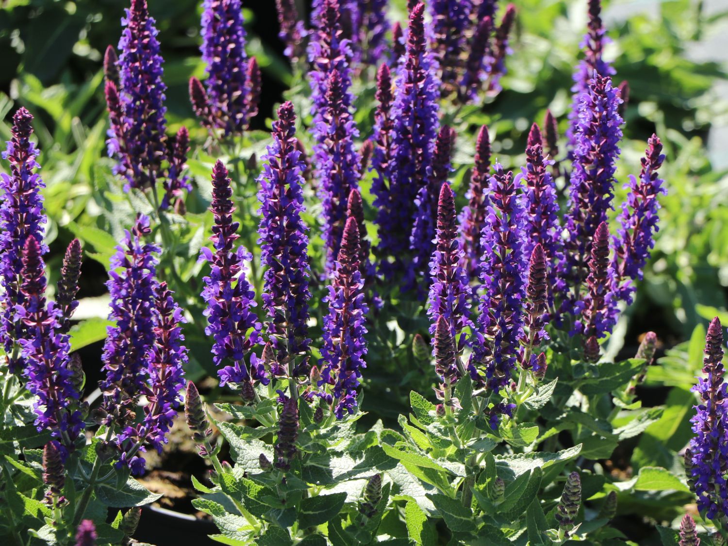 Blüten-Salbei 'Blue Bouquetta' - Salvia nemorosa 'Blue Bouquetta'