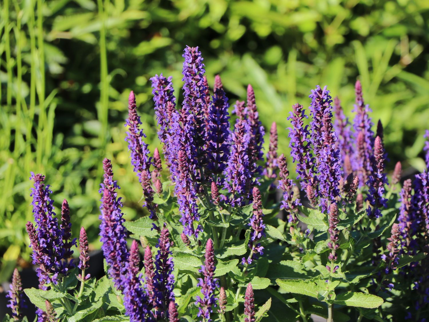 Blüten-Salbei 'Blue Bouquetta' - Salvia nemorosa 'Blue Bouquetta'