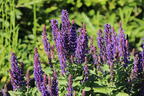 Blüten-Salbei 'Blue Bouquetta' - Salvia nemorosa 'Blue Bouquetta'