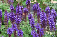 Blüten-Salbei 'Blue Marvel'