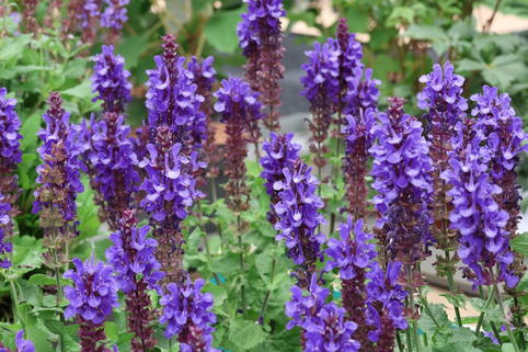 Blüten-Salbei 'Blue Marvel' - Salvia nemorosa 'Blue Marvel'