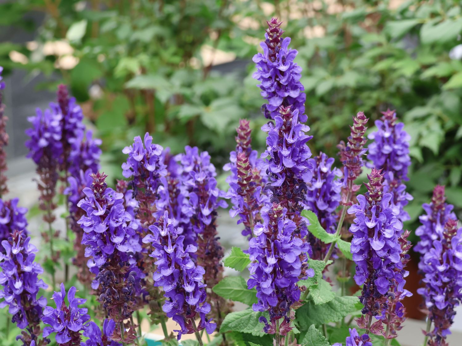 Blüten-Salbei 'Blue Marvel' - Salvia nemorosa 'Blue Marvel'
