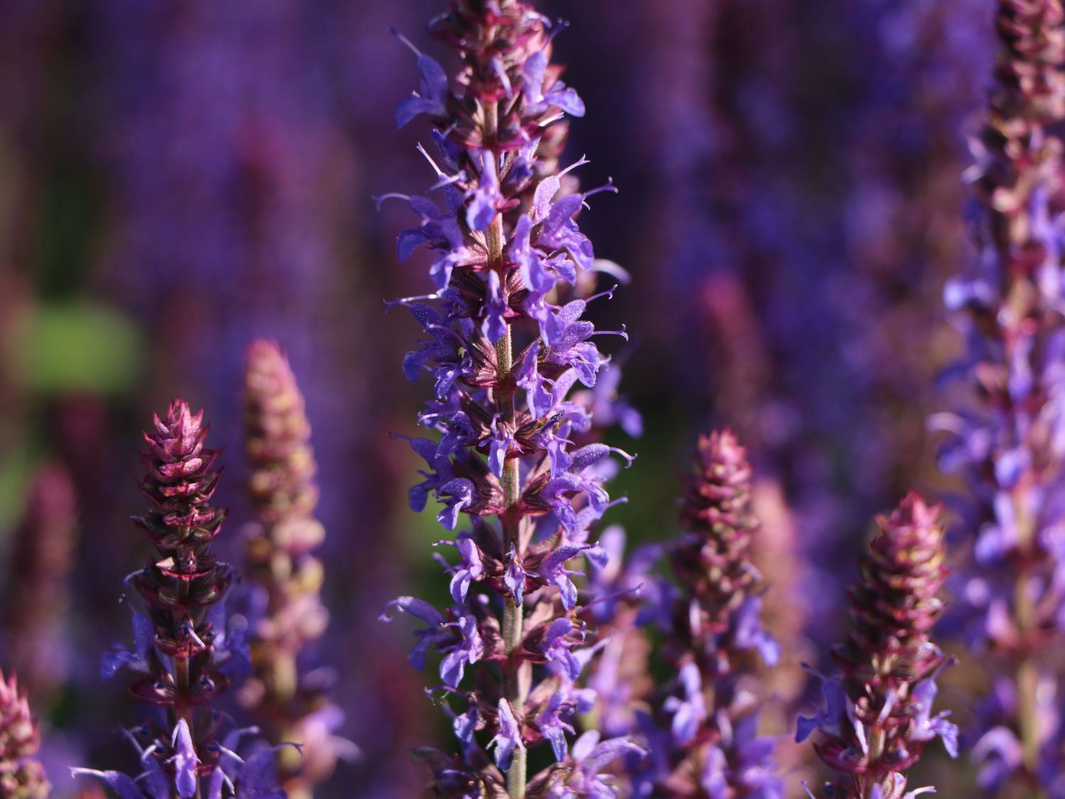 Blüten-Salbei 'Bordeau Deep Blue'