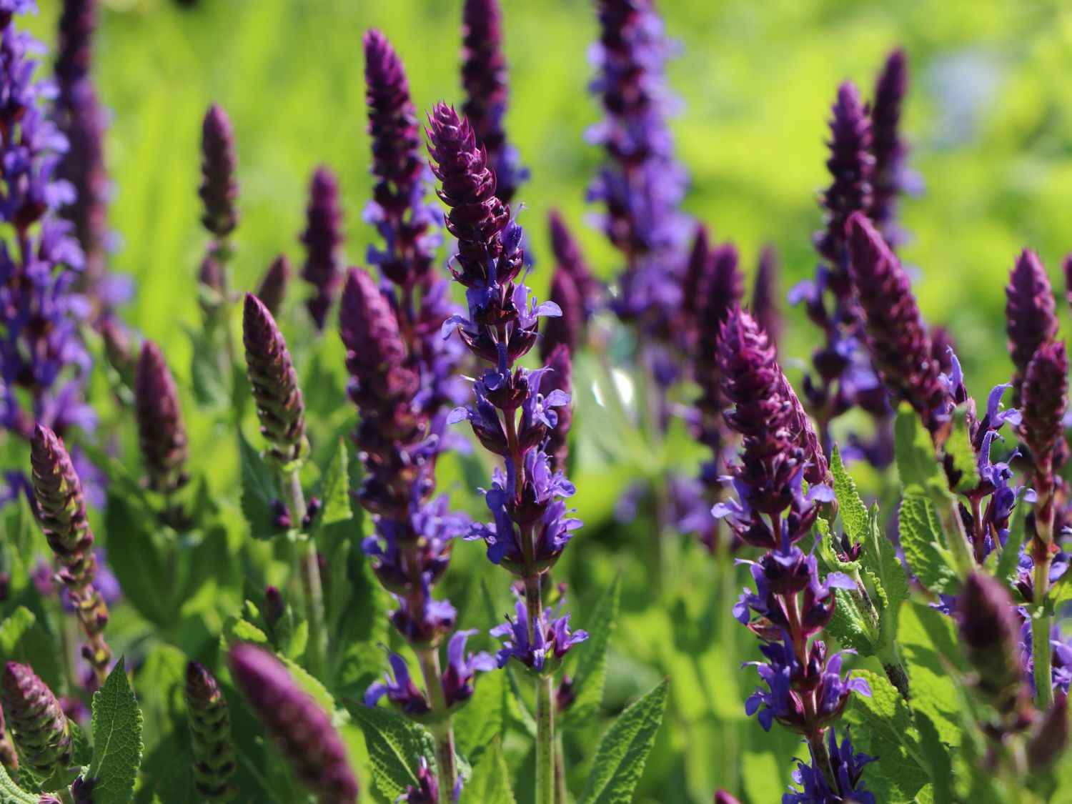 Blüten-Salbei 'Bordeaux Blue Improved'