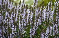Blüten-Salbei 'BumbleSky'