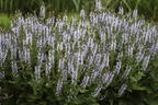 Blüten-Salbei 'BumbleSky' - Salvia nemorosa 'BumbleSky'
