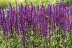 Blüten-Salbei 'Caradonna' - Salvia nemorosa 'Caradonna'