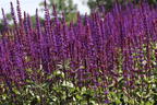 Blüten-Salbei 'Caradonna' - Salvia nemorosa 'Caradonna'