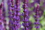 Blüten-Salbei 'Caradonna' - Salvia nemorosa 'Caradonna'