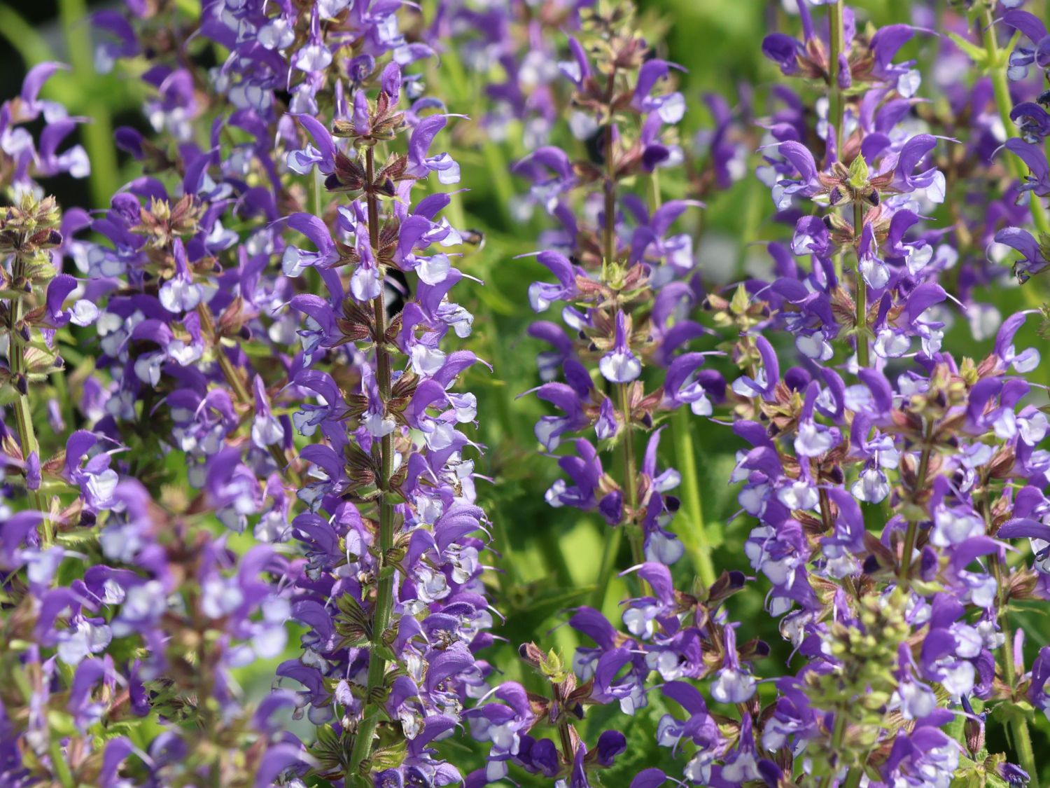 BlütenSalbei Color Spiers 'Azure Snow' für Deinen Garten!