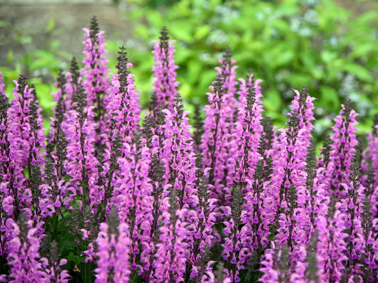 Blüten-Salbei Color Spires 'Back to the Fuchsia'