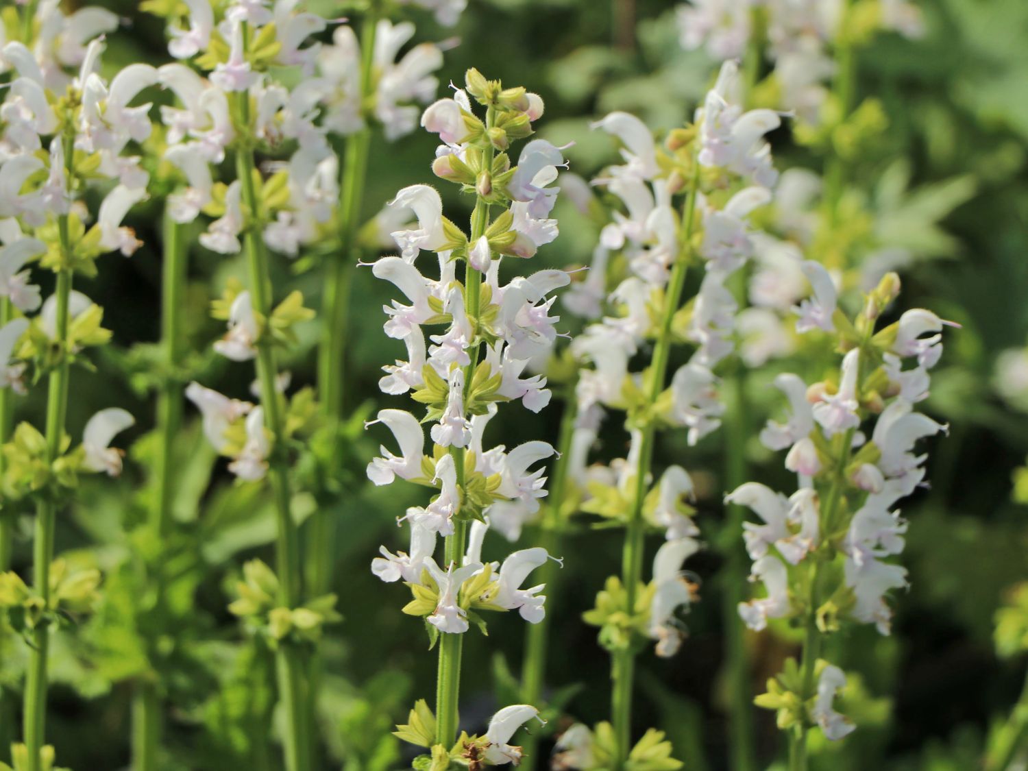 Blüten-Salbei Color Spires 'Snow Kiss'