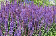 Blüten-Salbei 'Jan Spruyt'