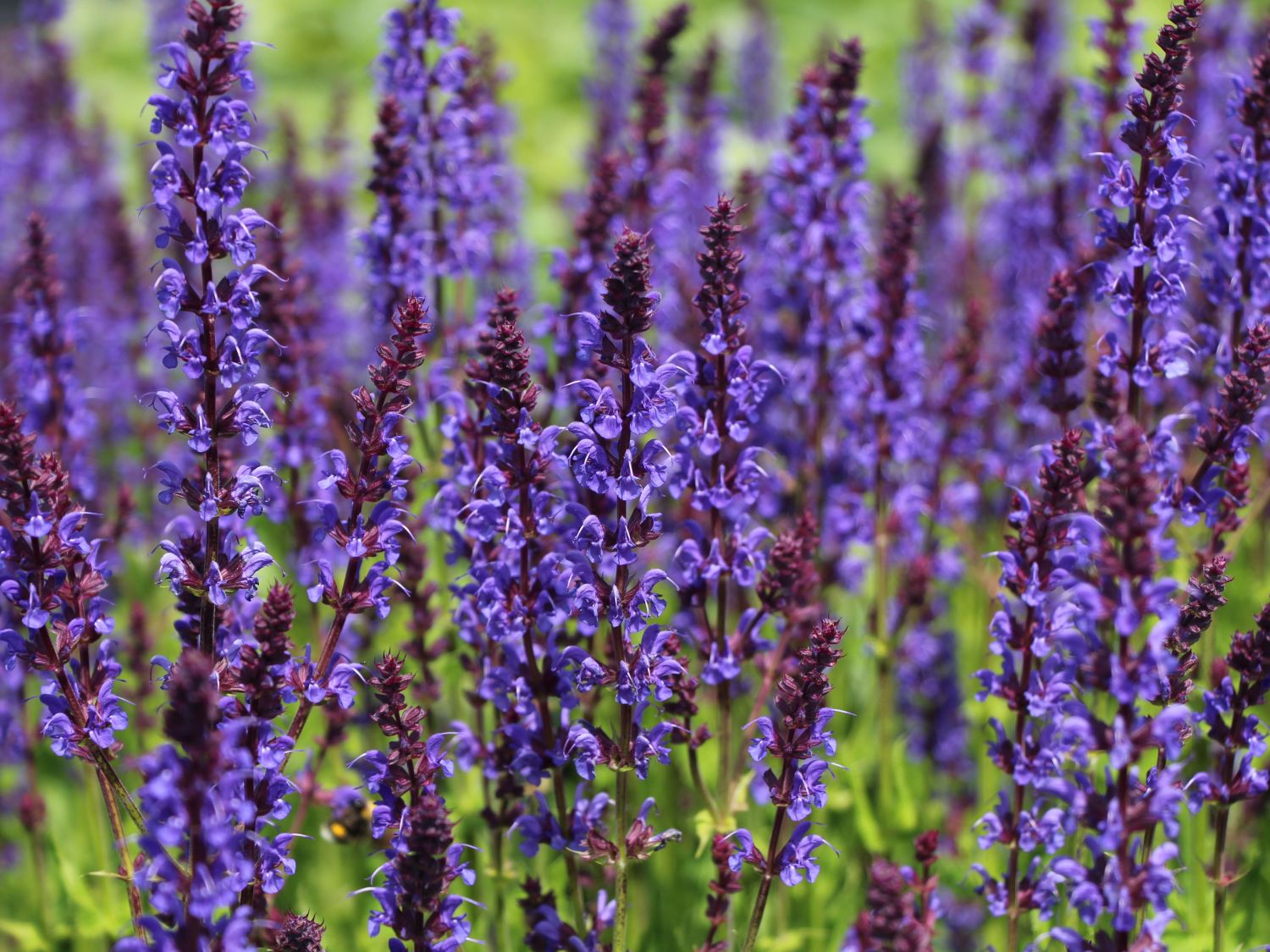 Blüten-Salbei 'Mainacht'