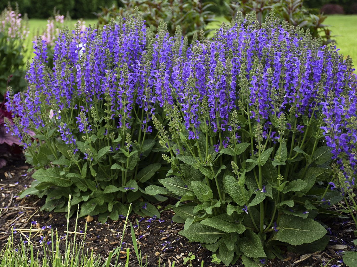 Blüten-Salbei 'Midnight Model'