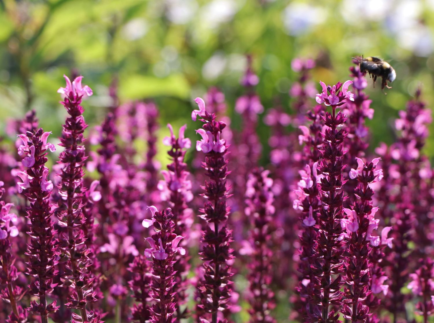 Blüten-Salbei 'New Dimension Rose'