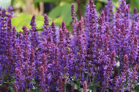 Blüten-Salbei 'Ostfriesland Kompakt' - Salvia nemorosa 'Ostfriesland Kompakt'