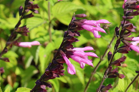 Blüten-Salbei 'Pink Amistad' - Salvia x cultorum 'Pink Amistad'