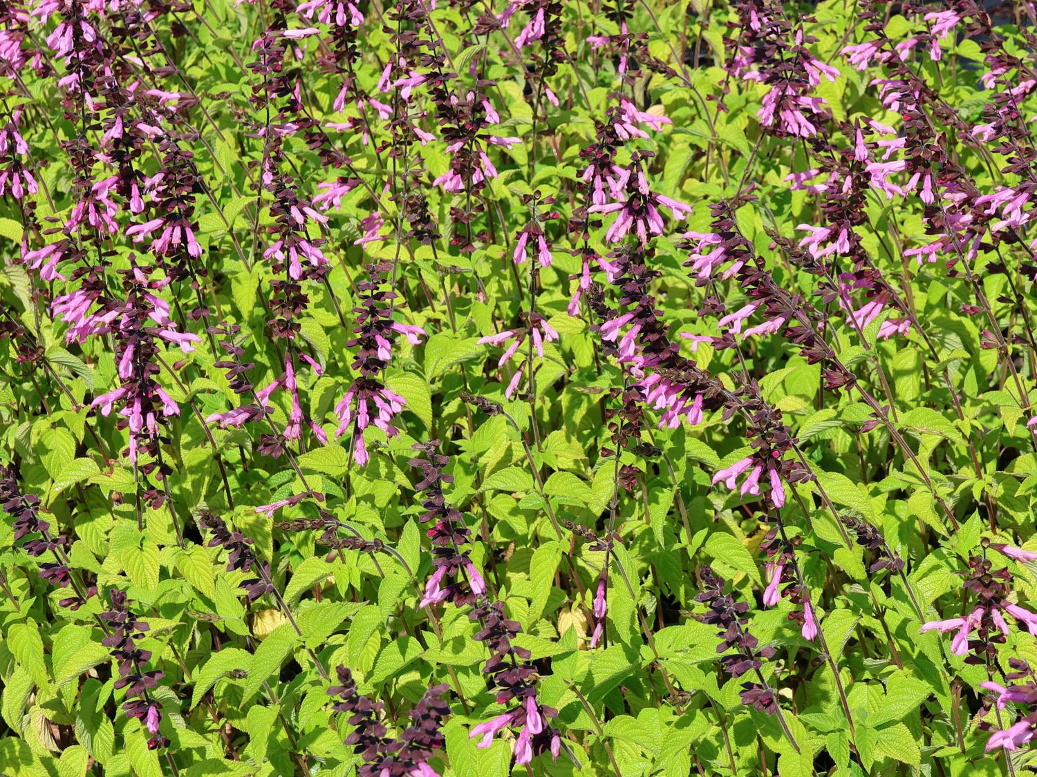 Blüten-Salbei 'Pink Amistad' - Salvia x cultorum 'Pink Amistad'