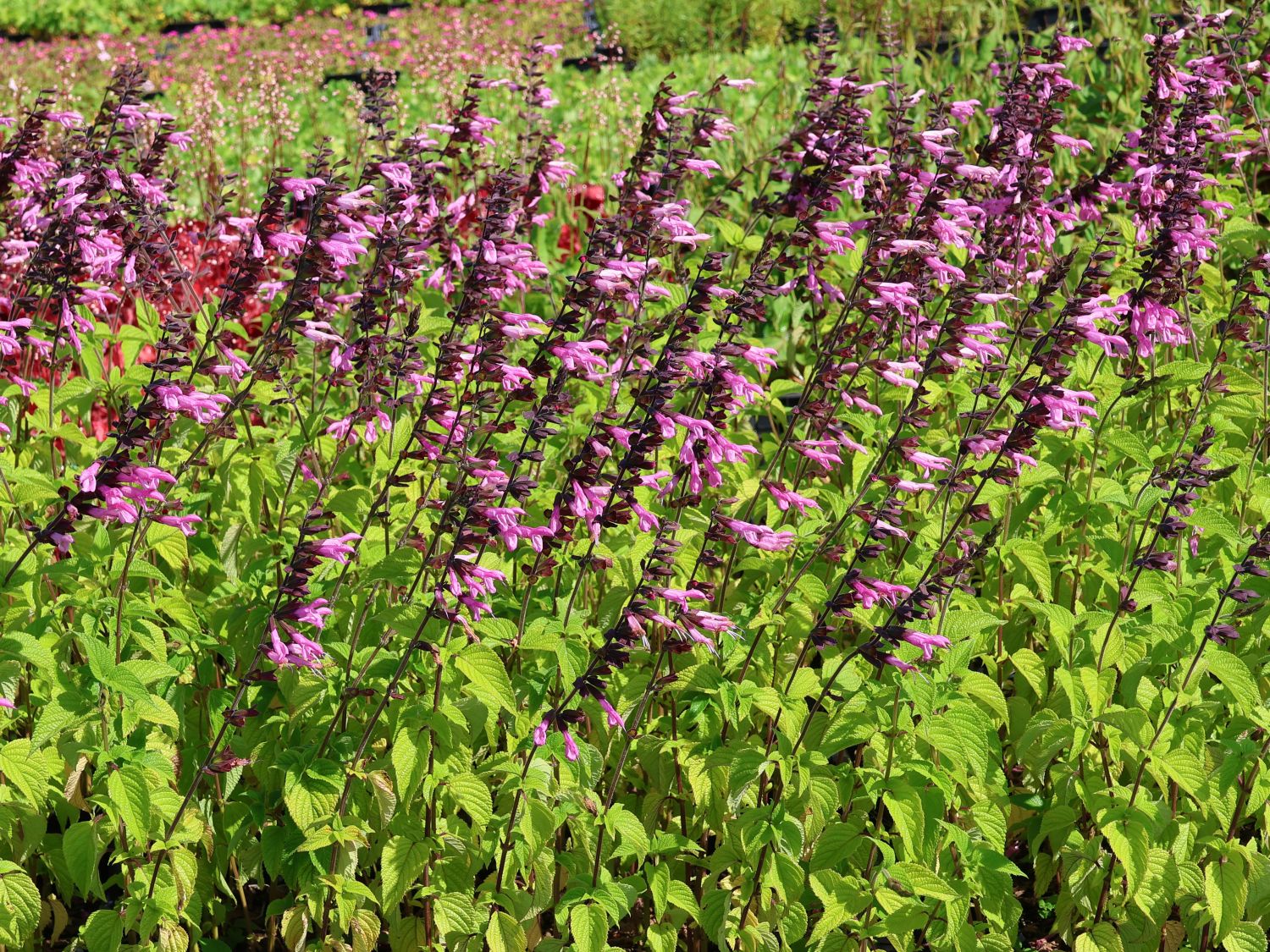 Blüten-Salbei 'Pink Amistad' - Salvia x cultorum 'Pink Amistad'