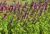 Blüten-Salbei 'Pink Amistad' - Salvia x cultorum 'Pink Amistad'
